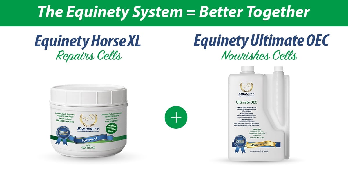 Equinety 1200 x 600 Better Together Horse Supplements Horse Supplements