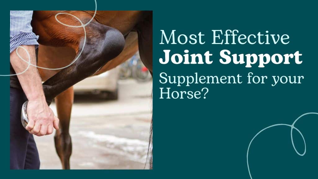 Best Join Support Supplement for Horses