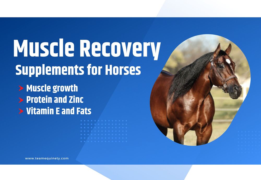 Best Muscle Recovery Suplements Horse XL