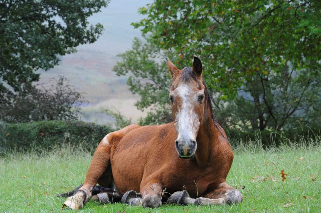 Horse Dying of Old Age symptoms
