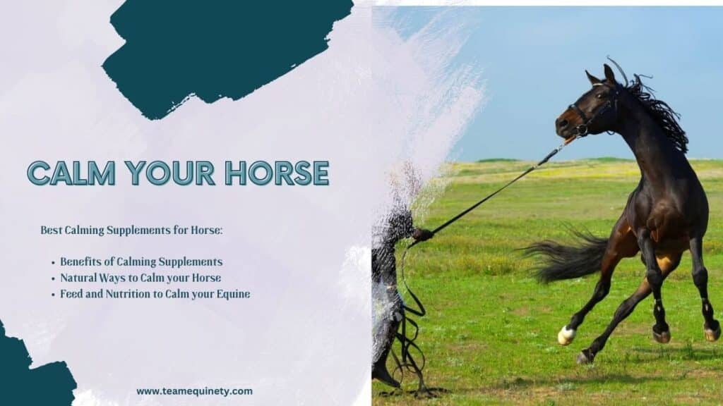 Calm your Horse best ways and supplements