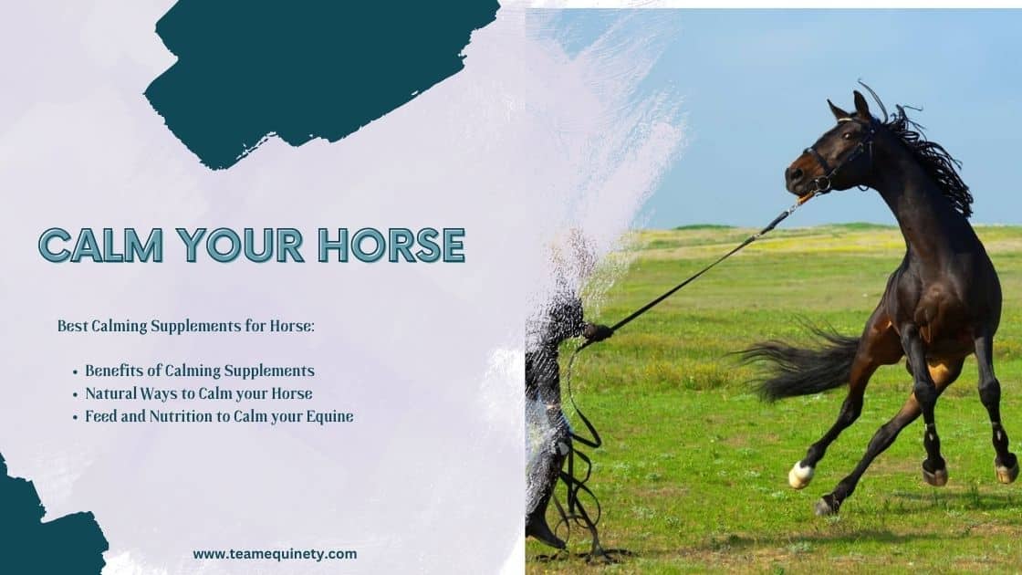 Best Calming Supplements for Horse that Works (2023) Horse