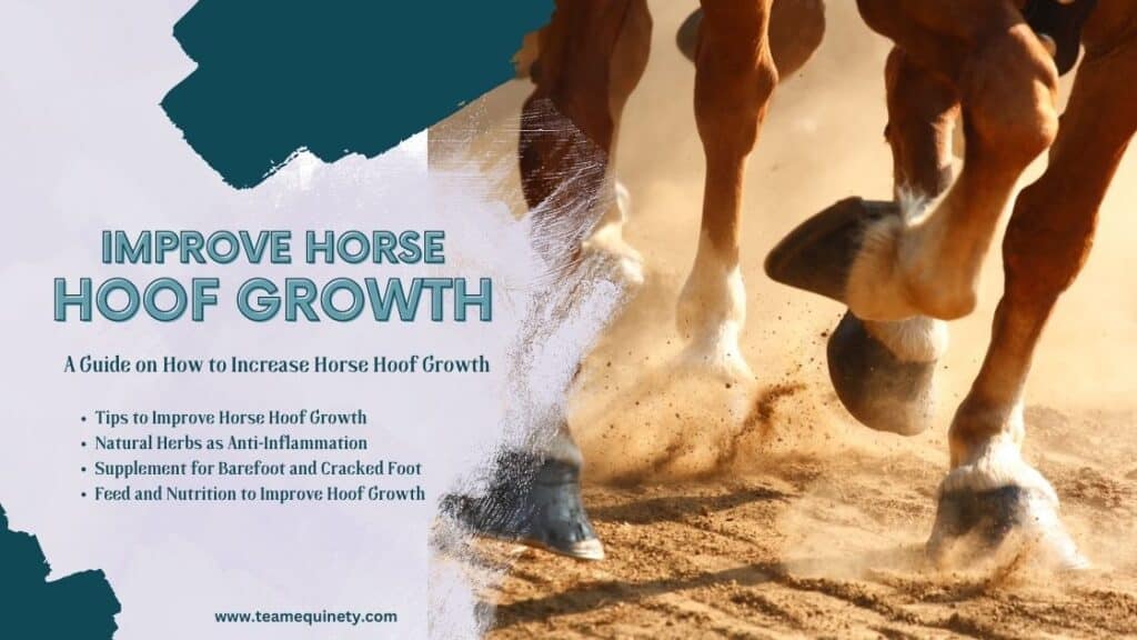 Hoof Growth in Horse