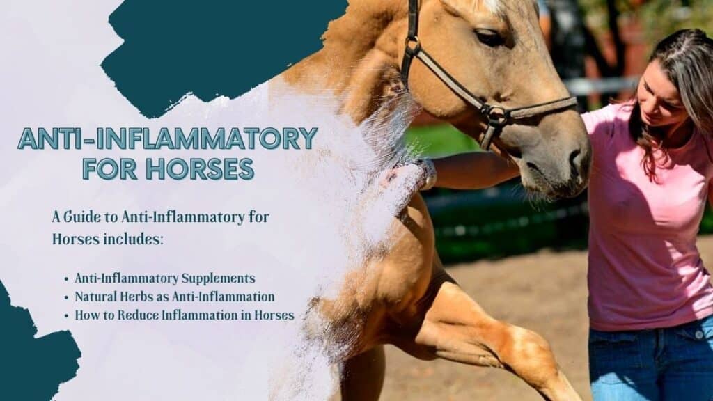 How to Reduce Inflammation in Horses