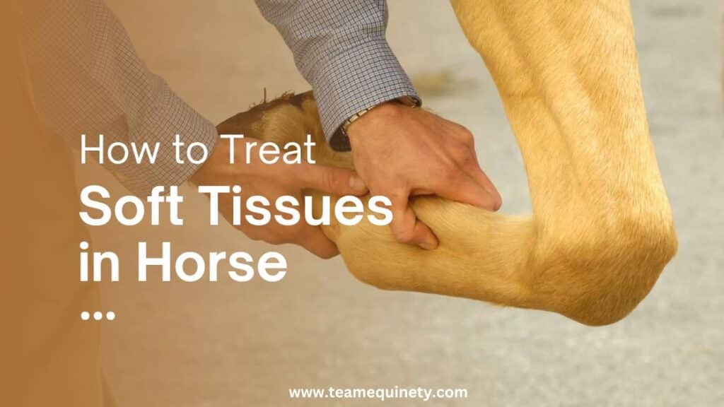 Treatment and types of Soft tissues in Horse