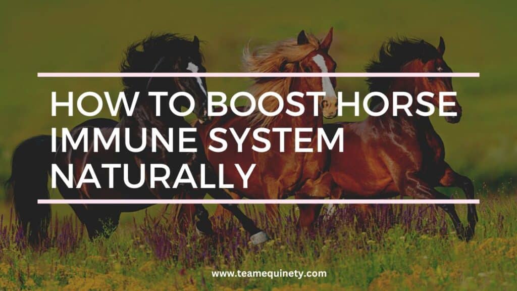 boost immune system in horse