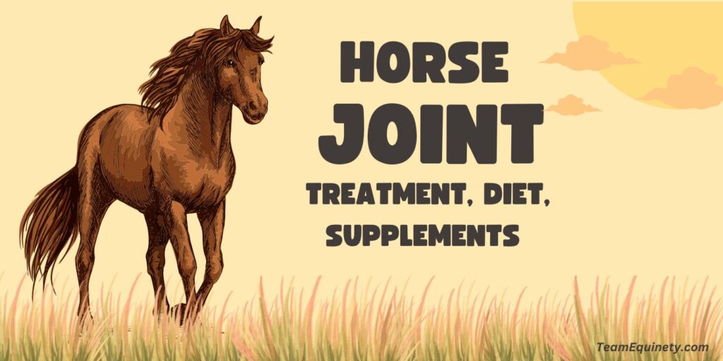 Best Horse Joint Treatment Diet and Supplements 2023