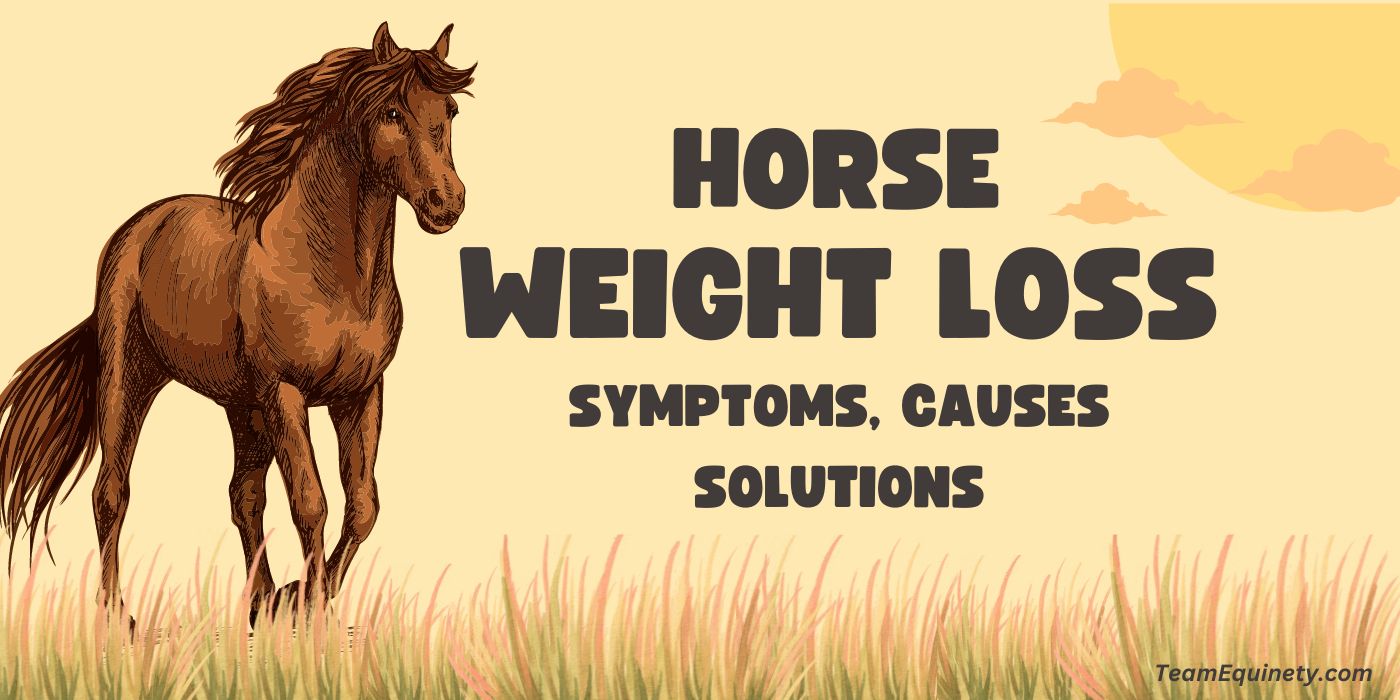 Horse Weight Loss Symptoms, Causes and Treatment 2023