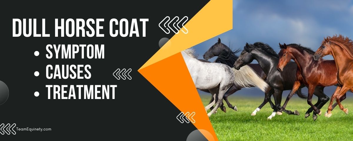Dull Horse Coat: Symptoms, Causes, and Treatment (2023) - Equinety Horse  Supplements