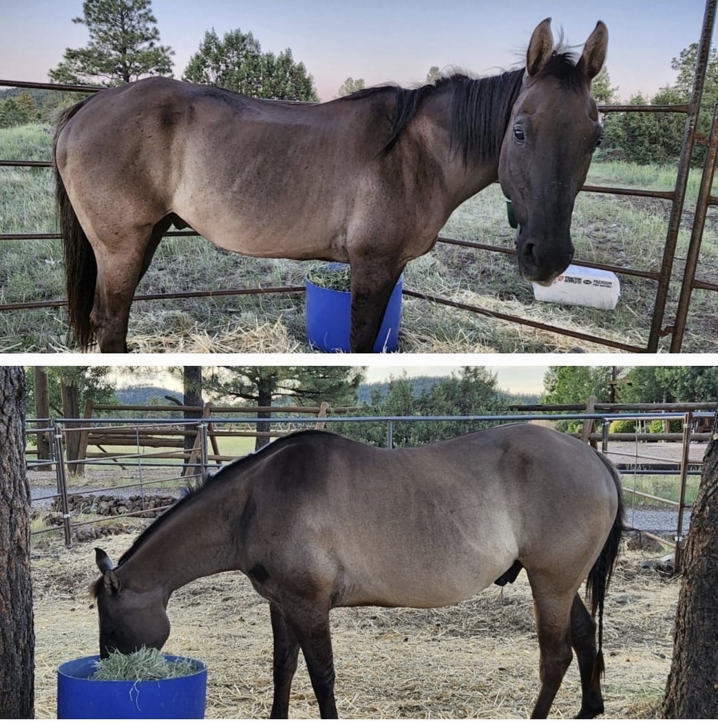 The Appaloosa Horse  Great Horses Benefit From Great Supplements