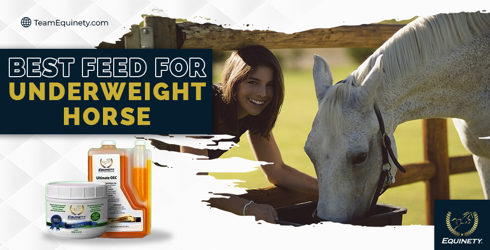 Best Feed for Underweight Horses