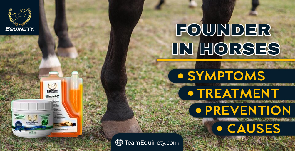 Founder in Horses Signs Causes Treatment and Prevention