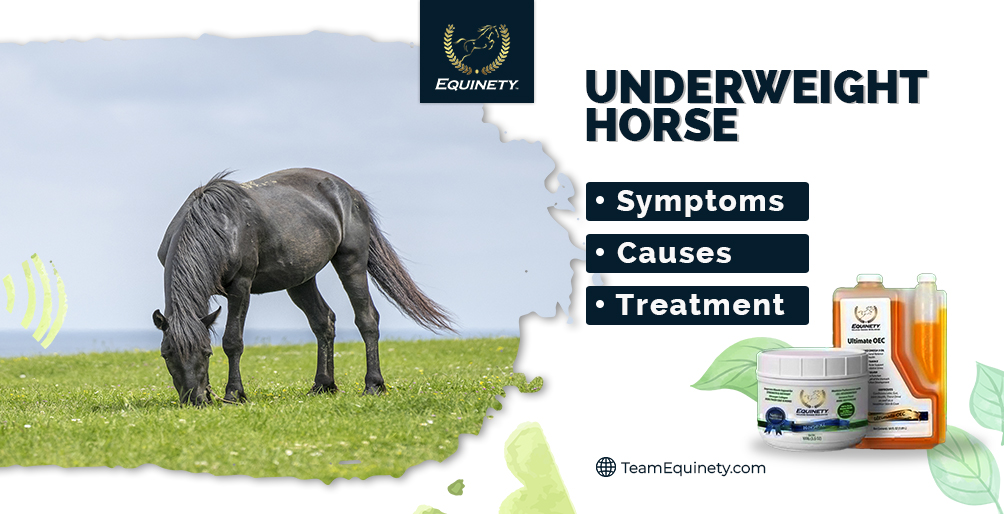 Underweight Horse Symptoms Causes and Treatment